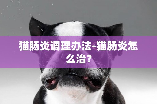 貓腸炎調理辦法-貓腸炎怎么治？