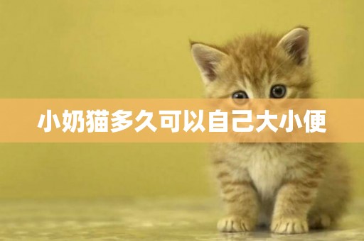 小奶貓多久可以自己大小便