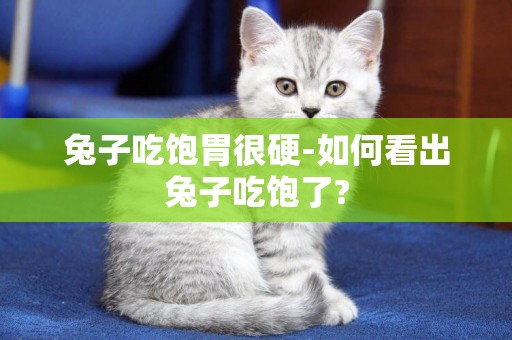 兔子吃飽胃很硬-如何看出兔子吃飽了?