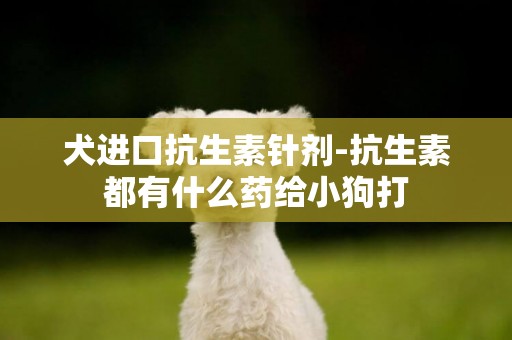 犬進口抗生素針劑-抗生素都有什么藥給小狗打