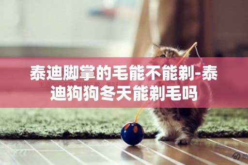 泰迪腳掌的毛能不能剃-泰迪狗狗冬天能剃毛嗎