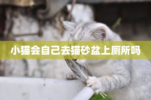 小貓會自己去貓砂盆上廁所嗎