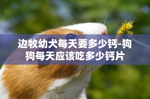 邊牧幼犬每天要多少鈣-狗狗每天應該吃多少鈣片