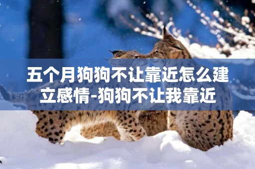 五個月狗狗不讓靠近怎么建立感情-狗狗不讓我靠近