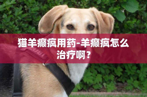 貓羊癲瘋用藥-羊癲瘋怎么治療啊？