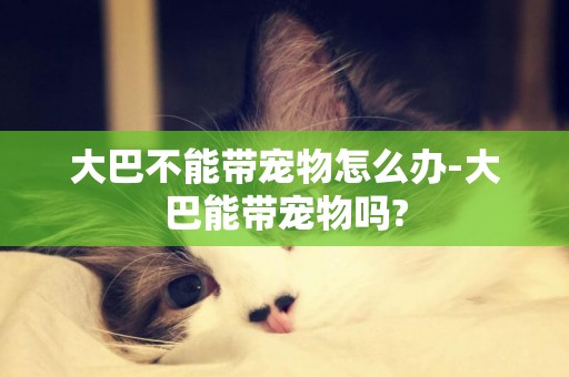 大巴不能帶寵物怎么辦-大巴能帶寵物嗎?