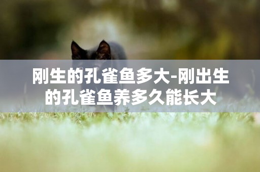 剛生的孔雀魚多大-剛出生的孔雀魚養多久能長大