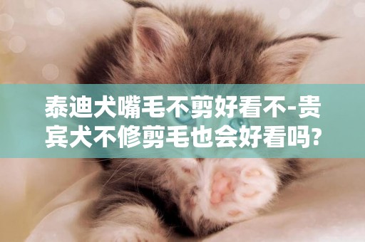 泰迪犬嘴毛不剪好看不-貴賓犬不修剪毛也會好看嗎?