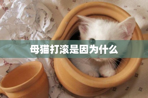 母貓打滾是因為什么 母貓打滾是因為什么