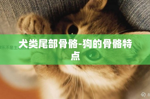 犬類尾部骨骼-狗的骨骼特點