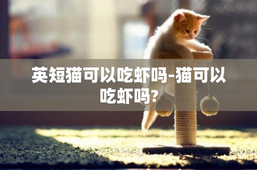 英短貓可以吃蝦嗎-貓可以吃蝦嗎?