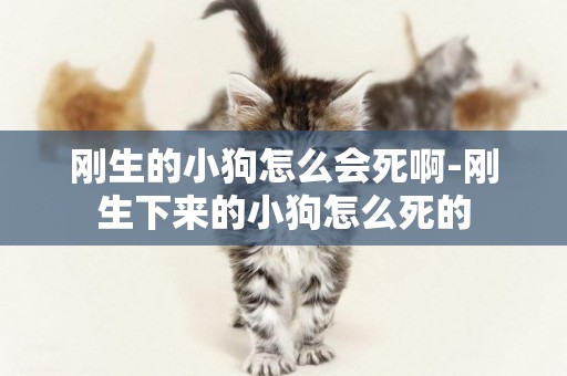 剛生的小狗怎么會死啊-剛生下來的小狗怎么死的