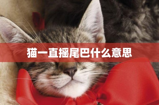 貓一直搖尾巴什么意思