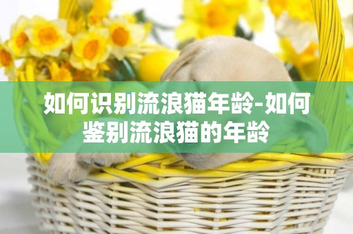 如何識別流浪貓年齡-如何鑒別流浪貓的年齡