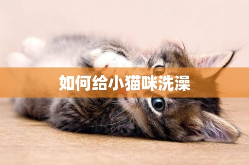 如何給小貓咪洗澡