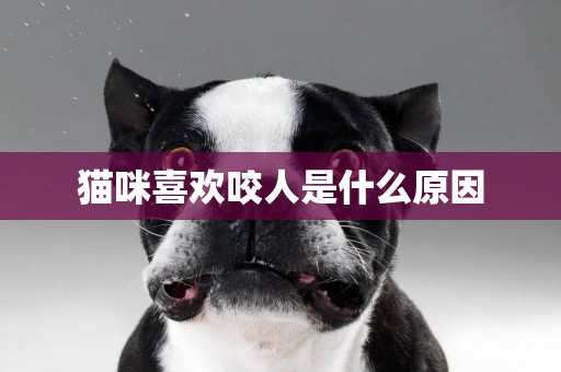 貓咪喜歡咬人是什么原因