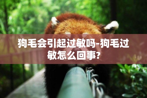 狗毛會引起過敏嗎-狗毛過敏怎么回事?