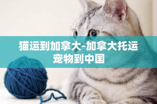 貓運到加拿大-加拿大托運寵物到中國