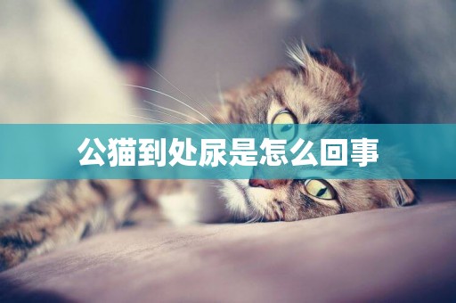 公貓到處尿是怎么回事