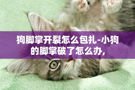 狗腳掌開裂怎么包扎-小狗的腳掌破了怎么辦,