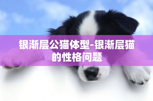 銀漸層公貓體型-銀漸層貓的性格問題