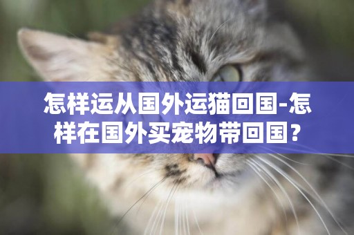 怎樣運從國外運貓回國-怎樣在國外買寵物帶回國？