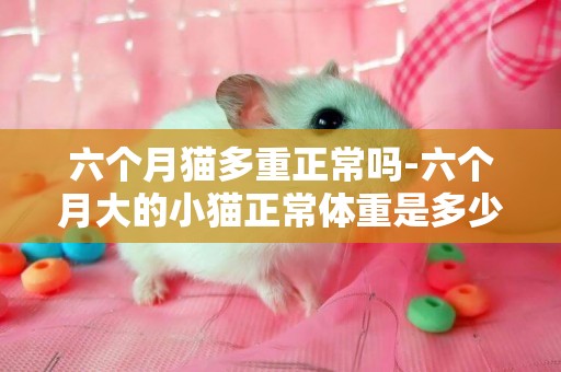 六個月貓多重正常嗎-六個月大的小貓正常體重是多少