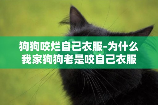 狗狗咬爛自己衣服-為什么我家狗狗老是咬自己衣服