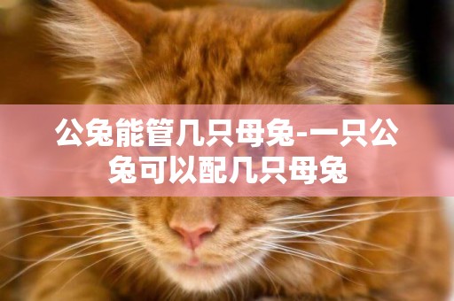 公兔能管幾只母兔-一只公兔可以配幾只母兔