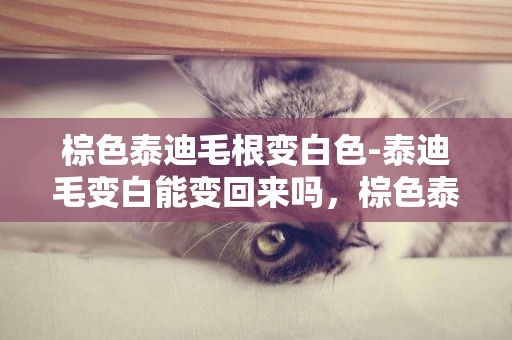 棕色泰迪毛根變白色-泰迪毛變白能變回來嗎，棕色泰迪毛色變白原因