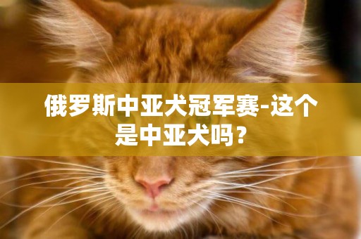 俄羅斯中亞犬冠軍賽-這個是中亞犬嗎？
