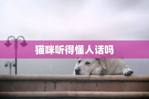 貓咪聽得懂人話嗎