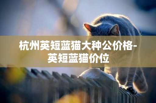 杭州英短藍貓大種公價格-英短藍貓價位