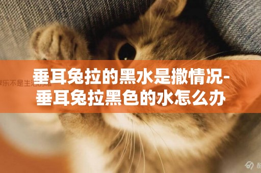 垂耳兔拉的黑水是撒情況-垂耳兔拉黑色的水怎么辦