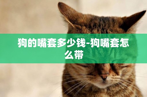 狗的嘴套多少錢-狗嘴套怎么帶
