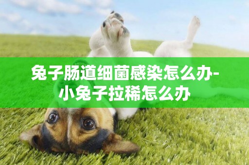 兔子腸道細菌感染怎么辦-小兔子拉稀怎么辦