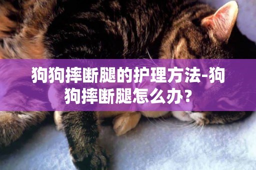 狗狗摔斷腿的護理方法-狗狗摔斷腿怎么辦？