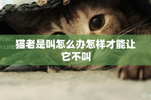 貓老是叫怎么辦怎樣才能讓它不叫