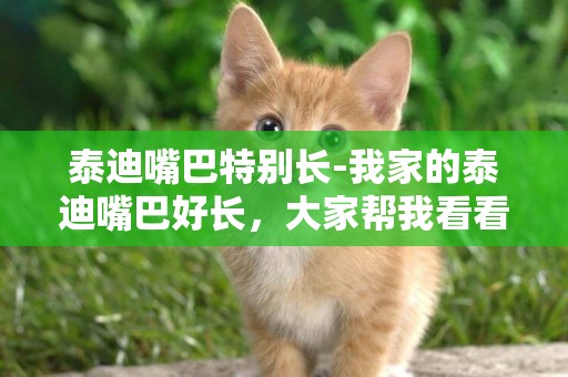 泰迪嘴巴特別長-我家的泰迪嘴巴好長，大家幫我看看是怎么回事啊？