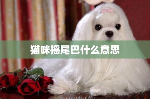 貓咪搖尾巴什么意思