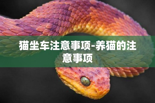 貓坐車注意事項-養貓的注意事項