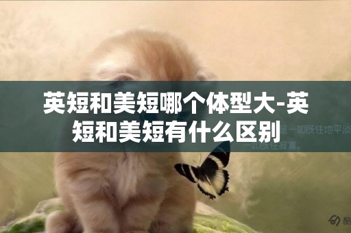 英短和美短哪個體型大-英短和美短有什么區別