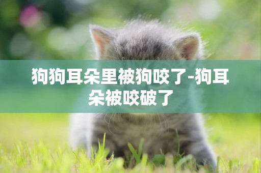 狗狗耳朵里被狗咬了-狗耳朵被咬破了