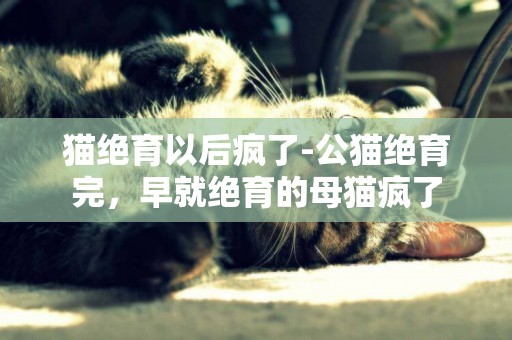 貓絕育以后瘋了-公貓絕育完，早就絕育的母貓瘋了
