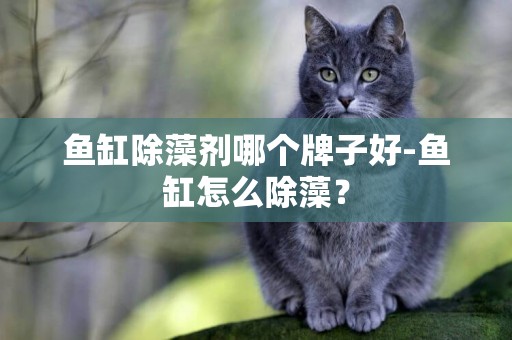 魚缸除藻劑哪個牌子好-魚缸怎么除藻？