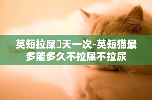 英短拉屎幾天一次-英短貓最多能多久不拉屎不拉尿