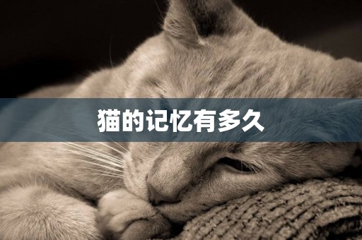 貓的記憶有多久