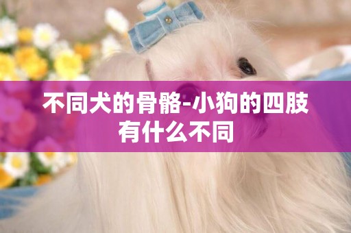不同犬的骨骼-小狗的四肢有什么不同