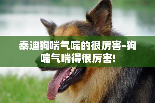 泰迪狗喘氣喘的很厲害-狗喘氣喘得很厲害!