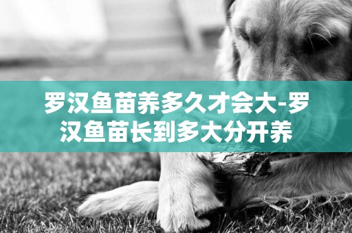 羅漢魚苗養多久才會大-羅漢魚苗長到多大分開養